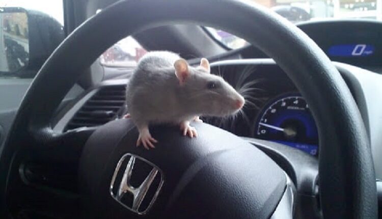 Rodents Away From Your Car