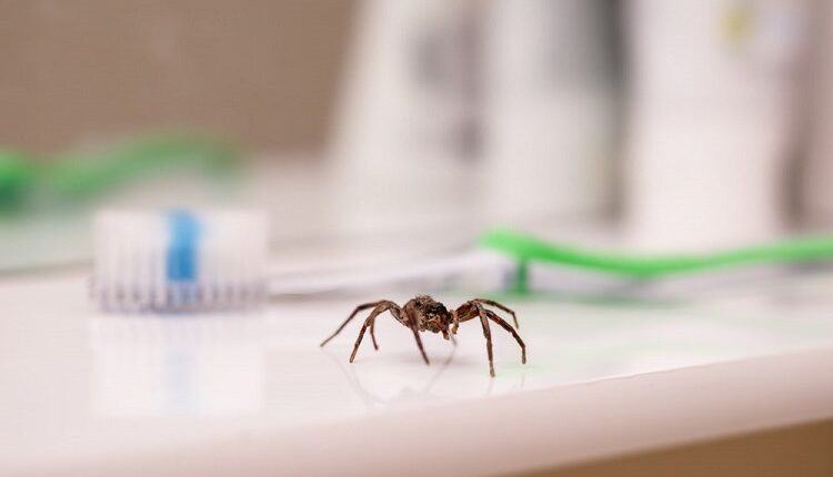 Spiders