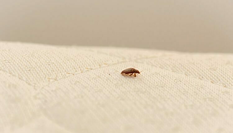 Bed Bugs